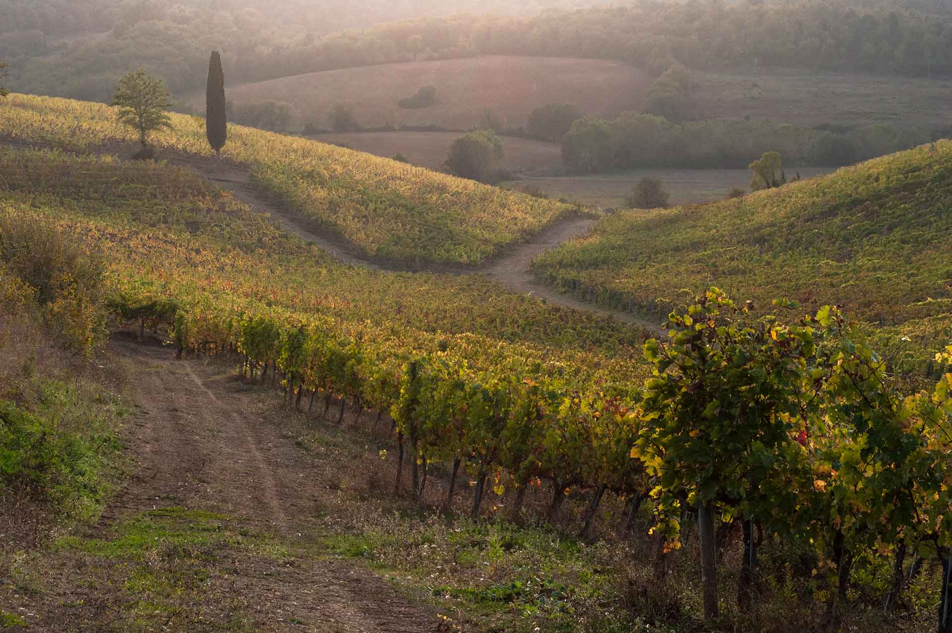 slice adventures - bike tour operator siena- immagine panorama chianti